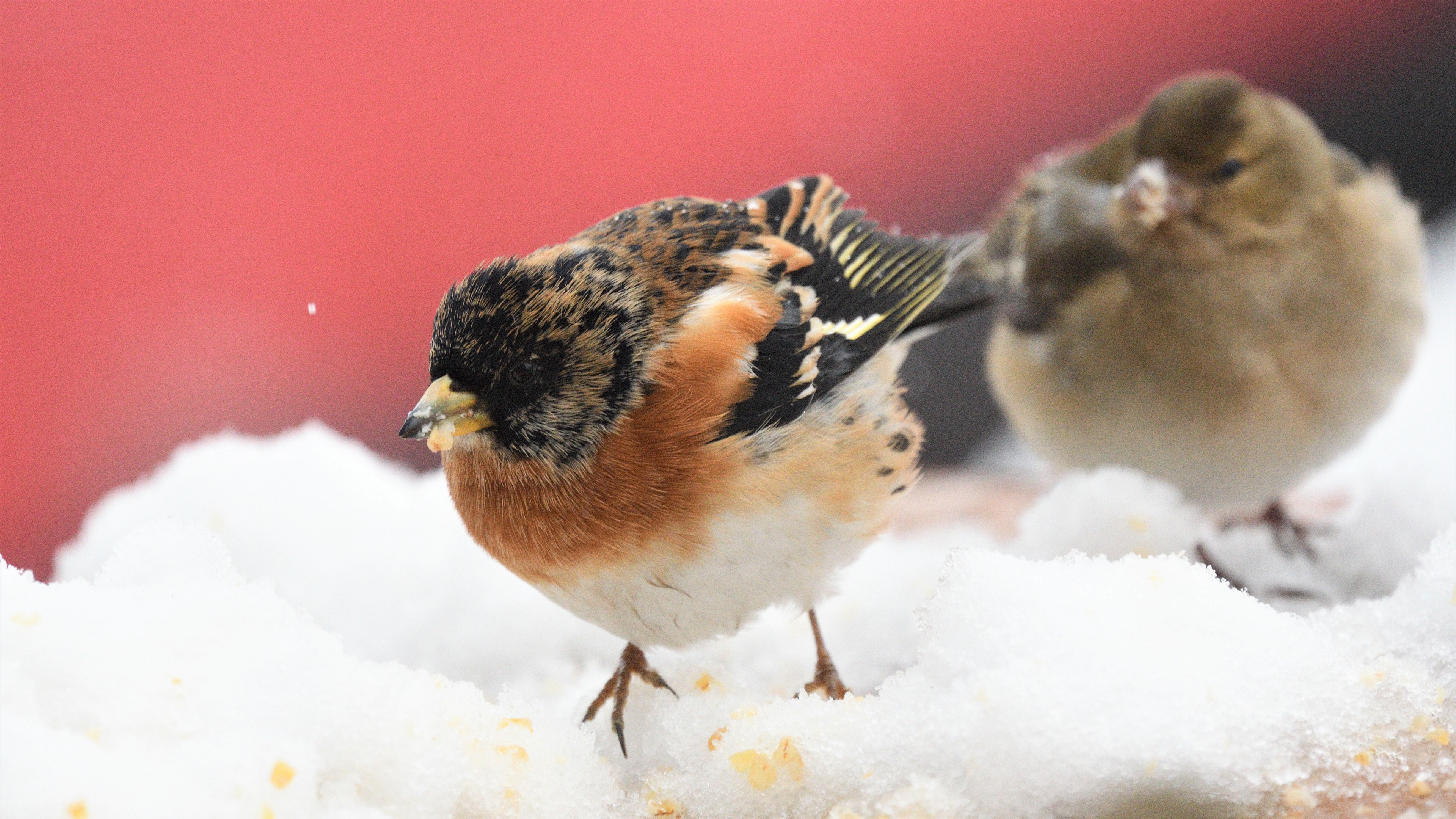 Brambling